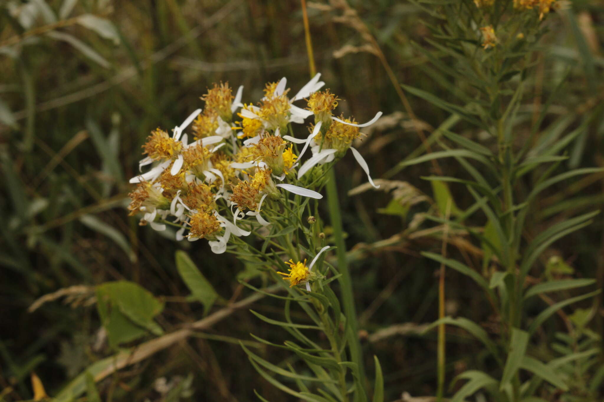 Image of Galatella biflora (L.) Nees