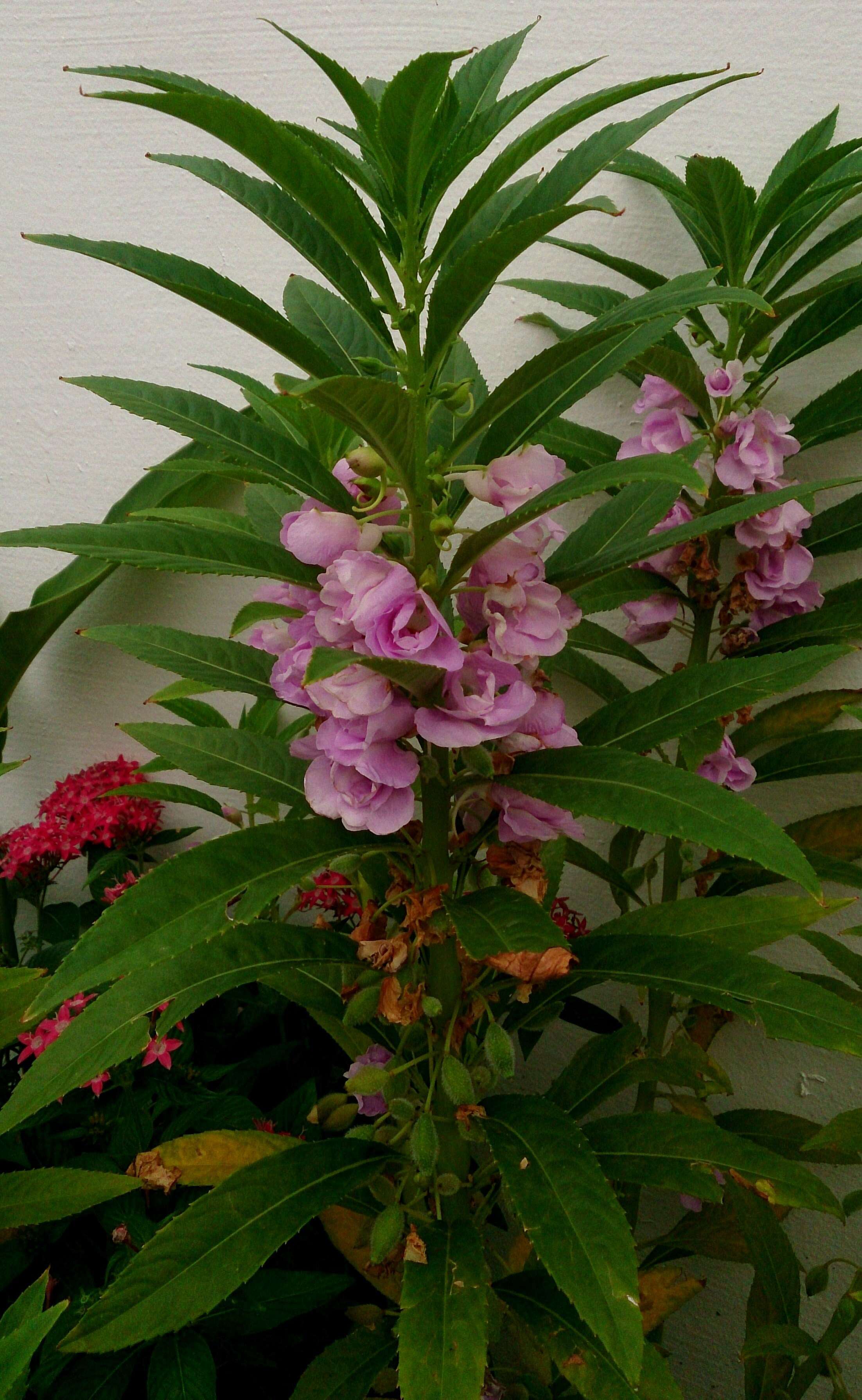 Image of spotted snapweed