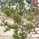 Pinus cembroides subsp. orizabensis D. K. Bailey resmi