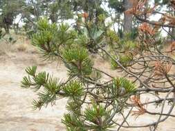 Pinus cembroides subsp. orizabensis D. K. Bailey resmi