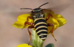 Image of Triepeolus distinctus (Cresson 1878)