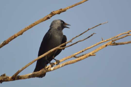 Image of Eurasian Jackdaw