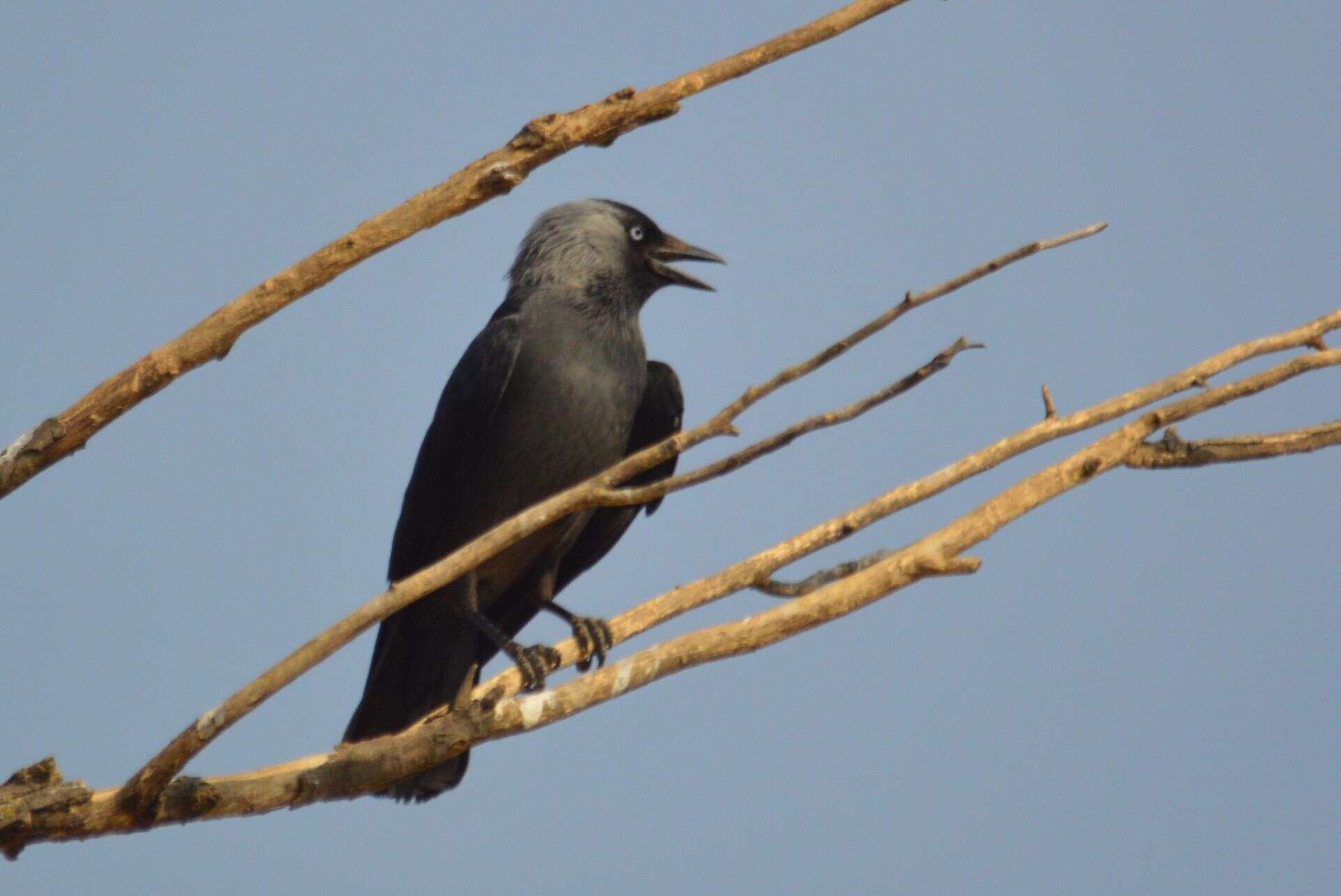 Image of Eurasian Jackdaw