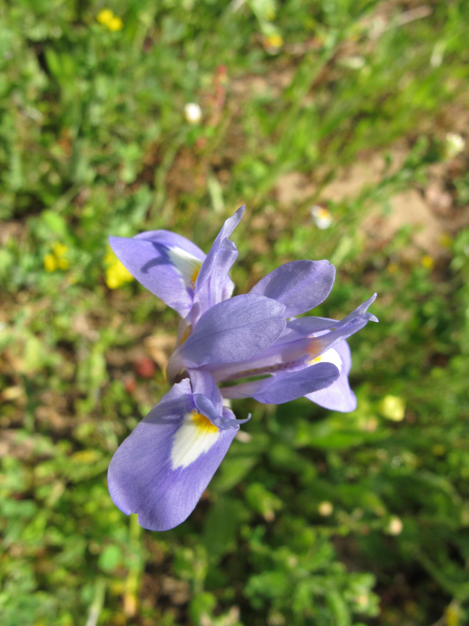 Image of Barbary Nut Iris