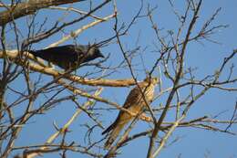 Image of Eurasian Jackdaw