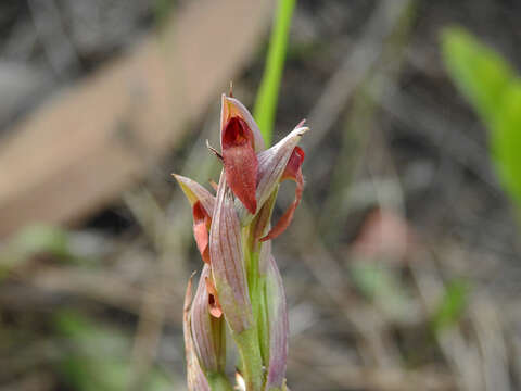 Image of Small-flowered serapias