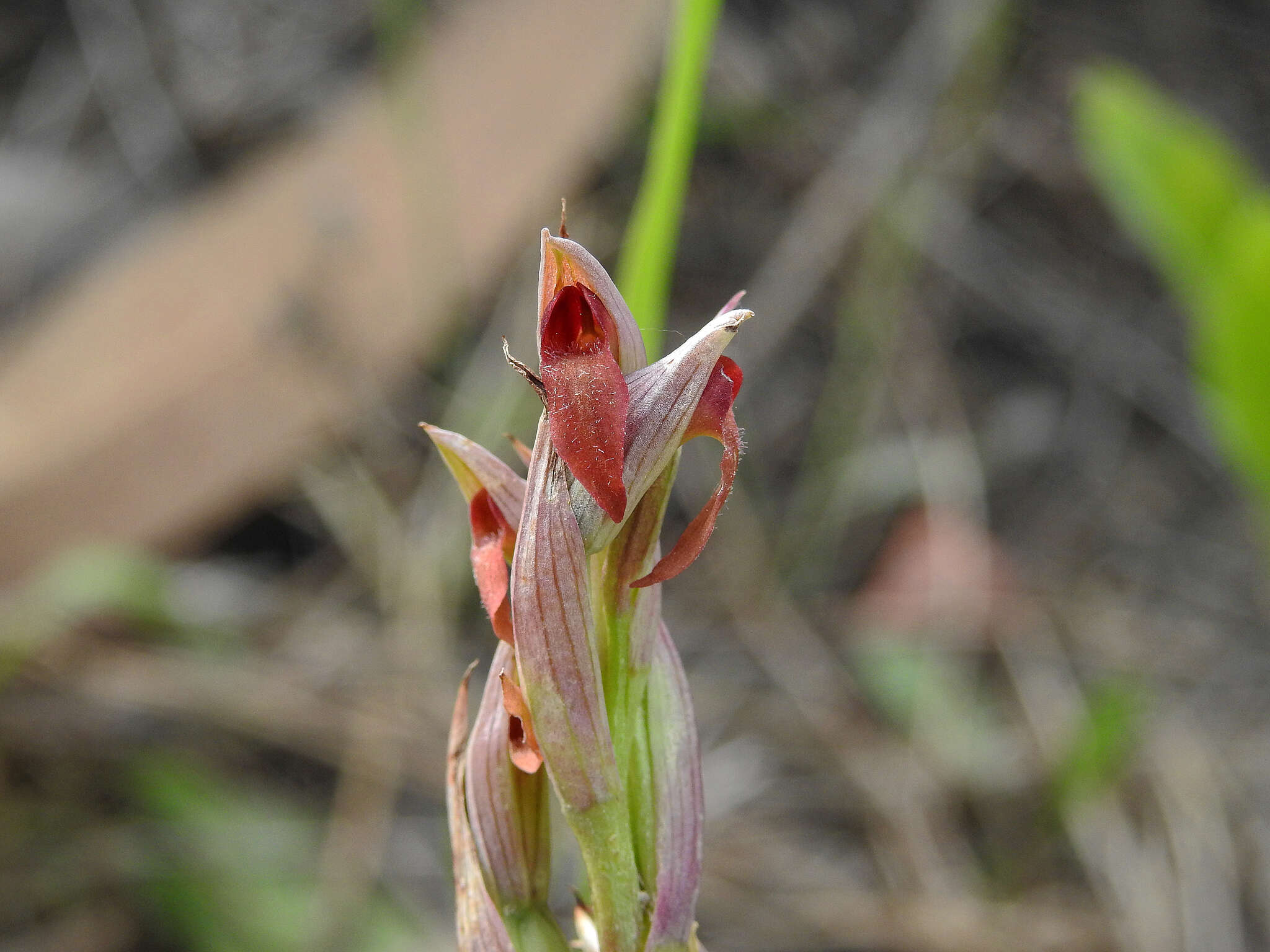 Image of Small-flowered serapias