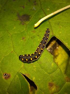 Image of Tenthredo mandibularis Fabricius 1804