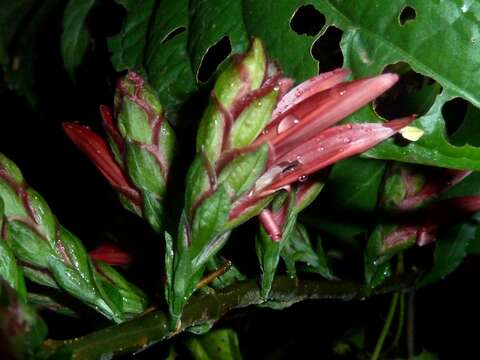 Image of Anisotes pubinervius (T. Anders.) Heine