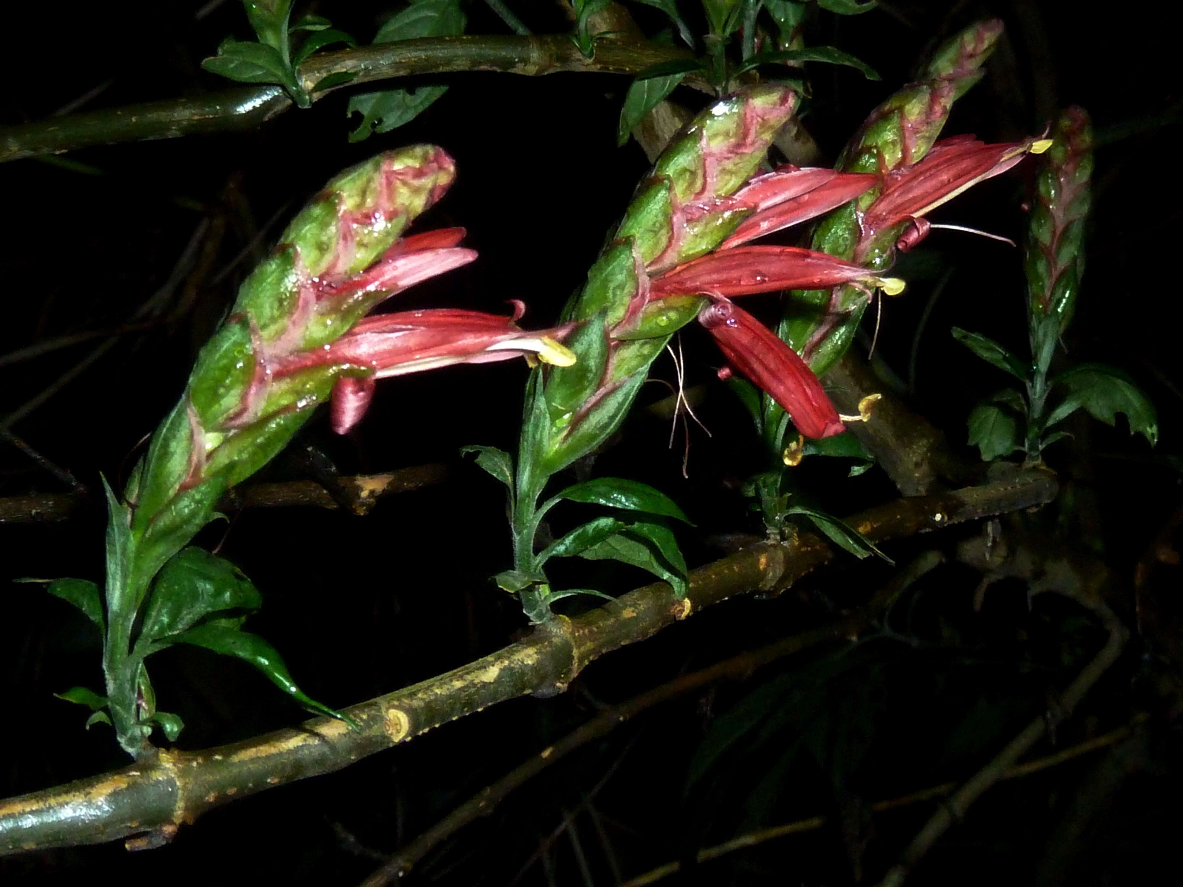 Image of Anisotes pubinervius (T. Anders.) Heine