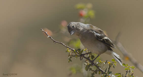 Fringilla coelebs africana Levaillant & J 1850的圖片