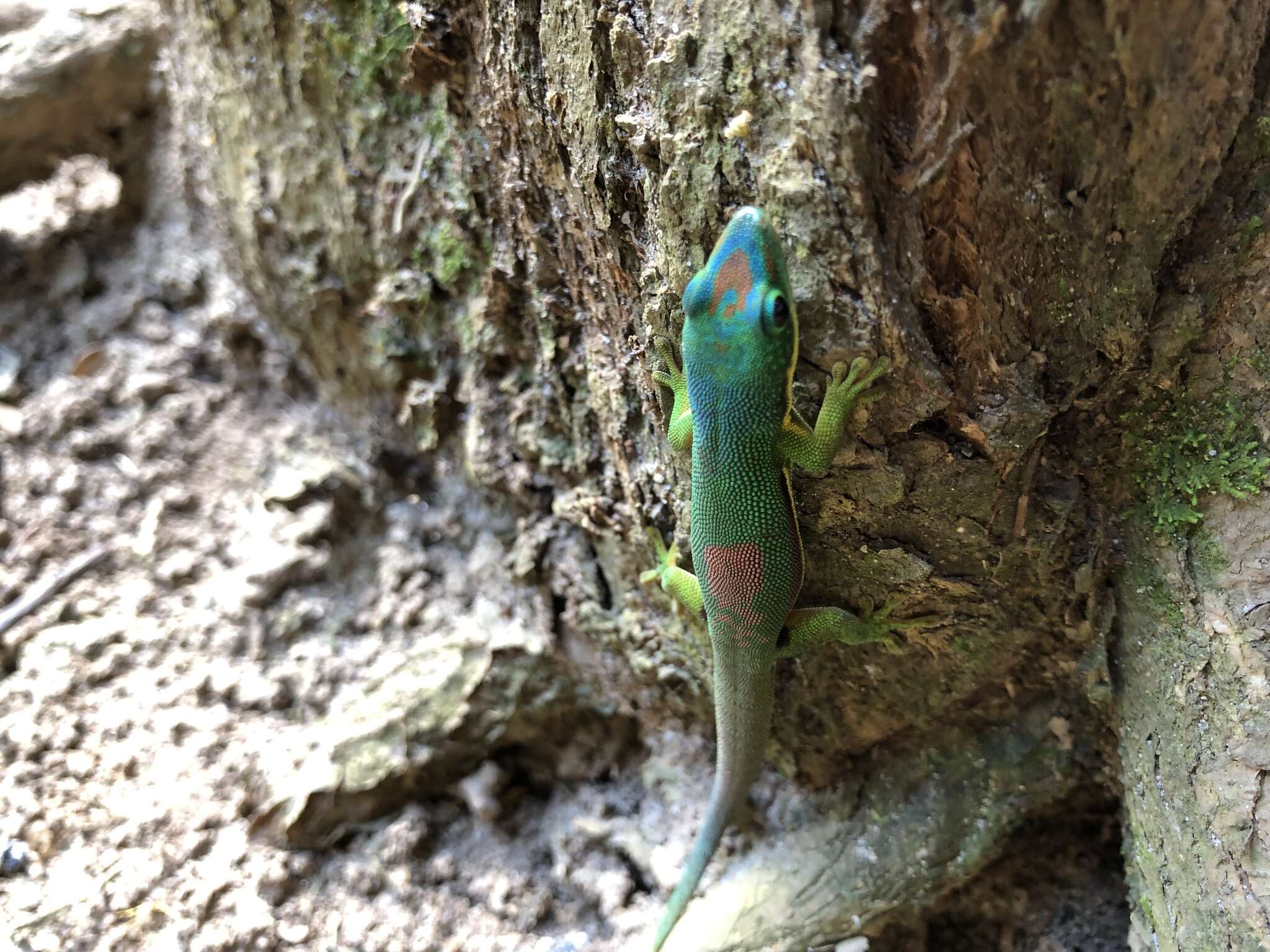 Plancia ëd Phelsuma lineata Gray 1842