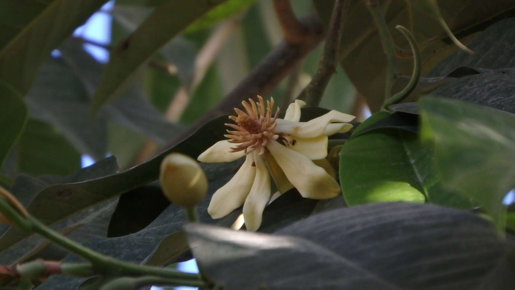 Magnolia vrieseana (Miq.) Baill. ex Pierre的圖片