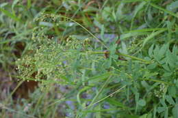 Image of common meadow-rue