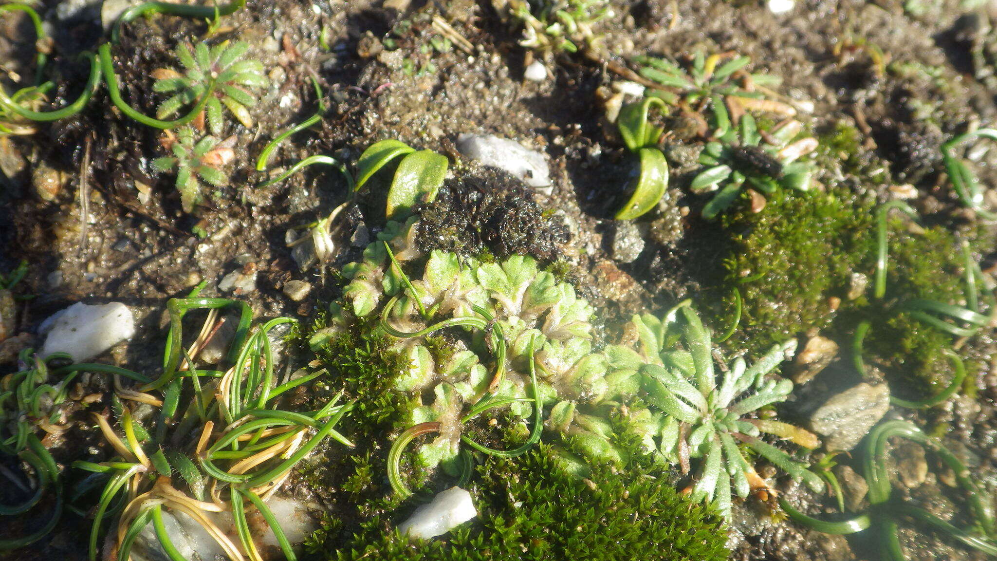 Image of Riccia gougetiana Durieu & Mont.