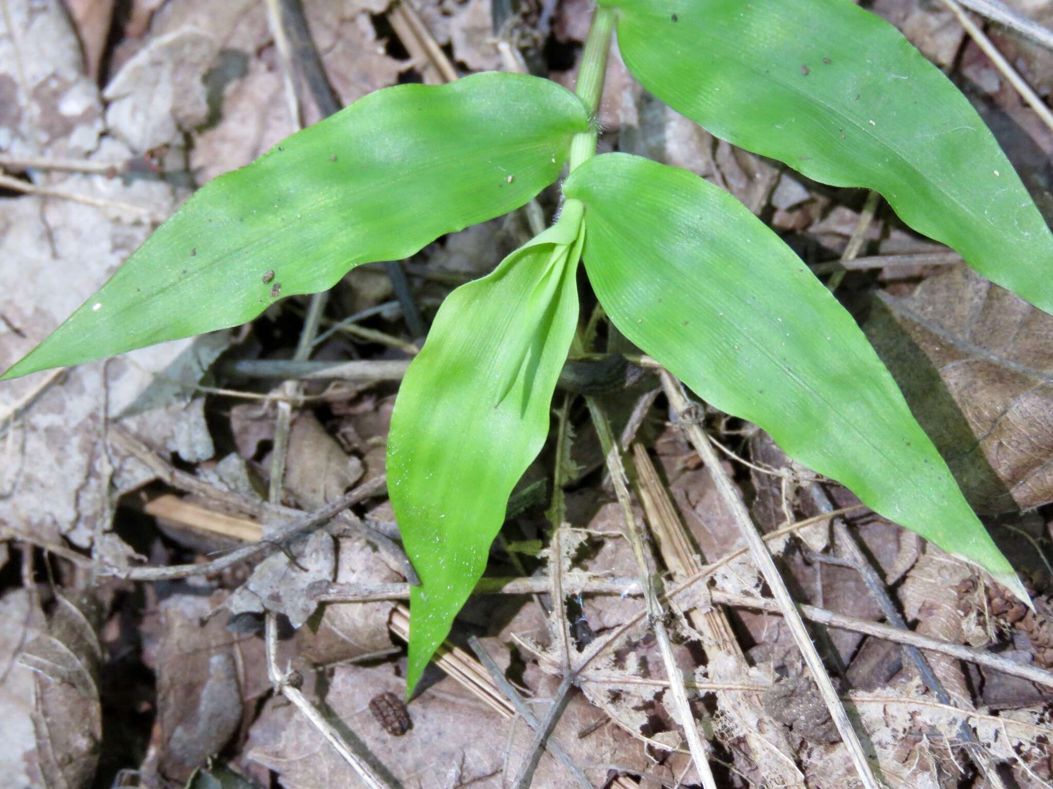 Oplismenus compositus (L.) P. Beauv. resmi