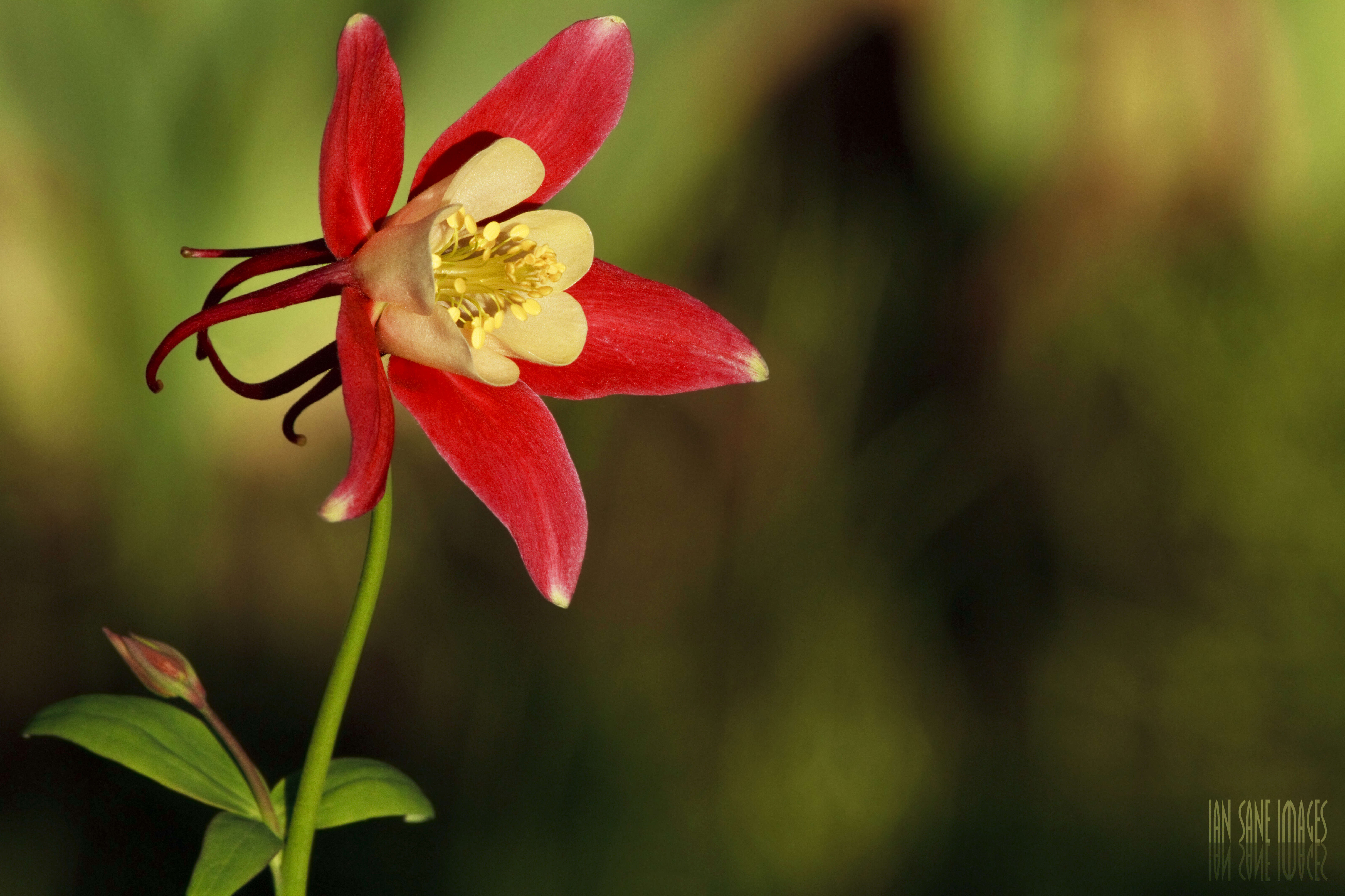 Image of western columbine