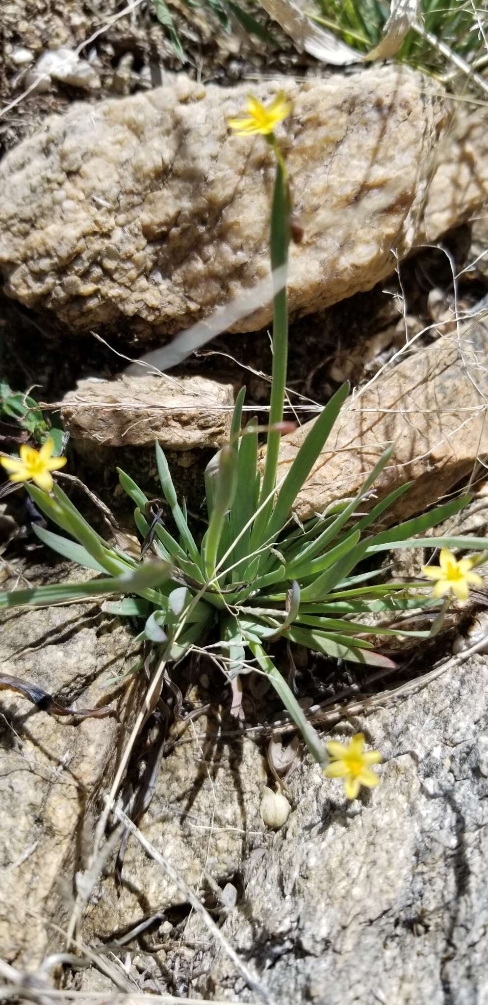 Image of Nodding Blue-Eyed-Grass