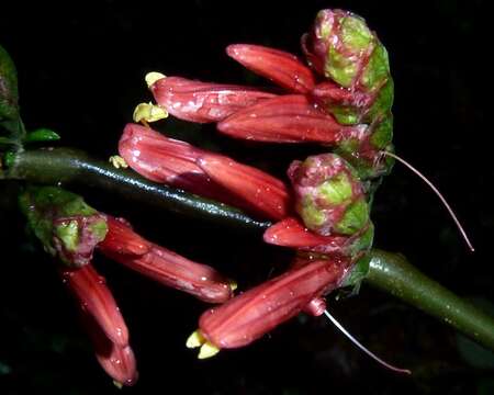 Image of Anisotes pubinervius (T. Anders.) Heine