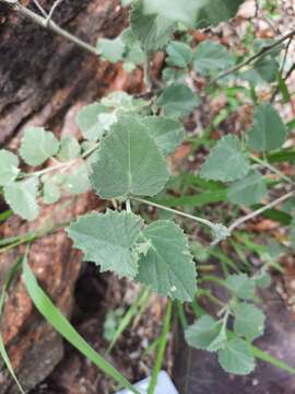 Hibiscus waterbergensis Exell的圖片