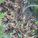 Image of Tillandsia oerstediana L. B. Sm.