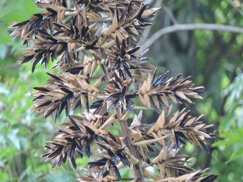 Image of Tillandsia oerstediana L. B. Sm.