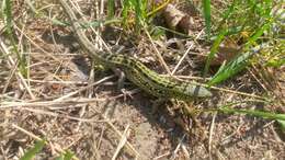 Image of Lacerta agilis exigua Eichwald 1831