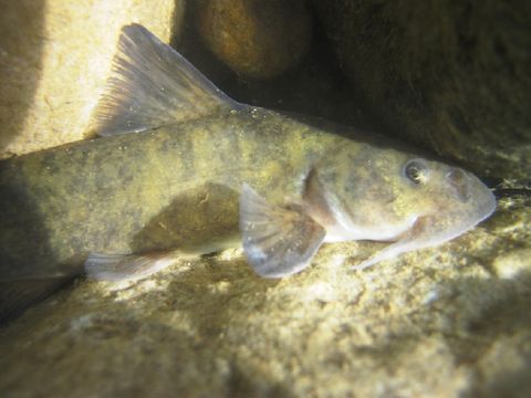 Image of <i>Diplomystes nahuelbutaensis</i> Arratia 1987