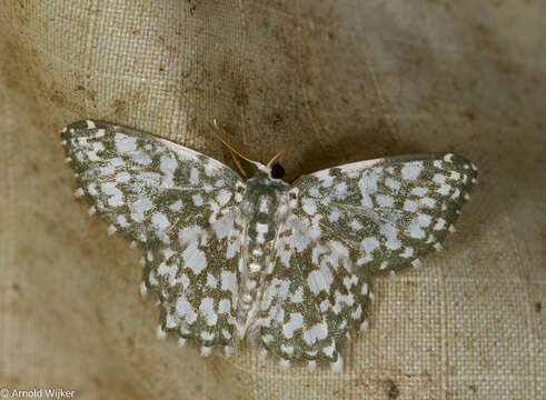 Image of Berta chrysolineata Walker 1863