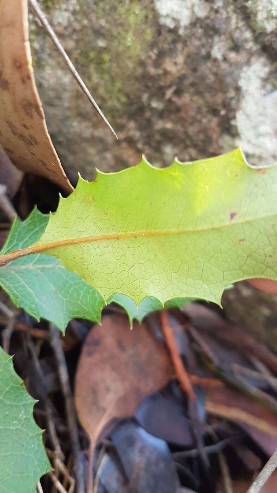 Image of Lomatia ilicifolia R. Br.