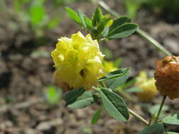 Image of field clover