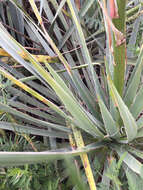 Image de Yucca necopina Shinners