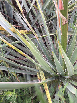 Image of Brazos River yucca