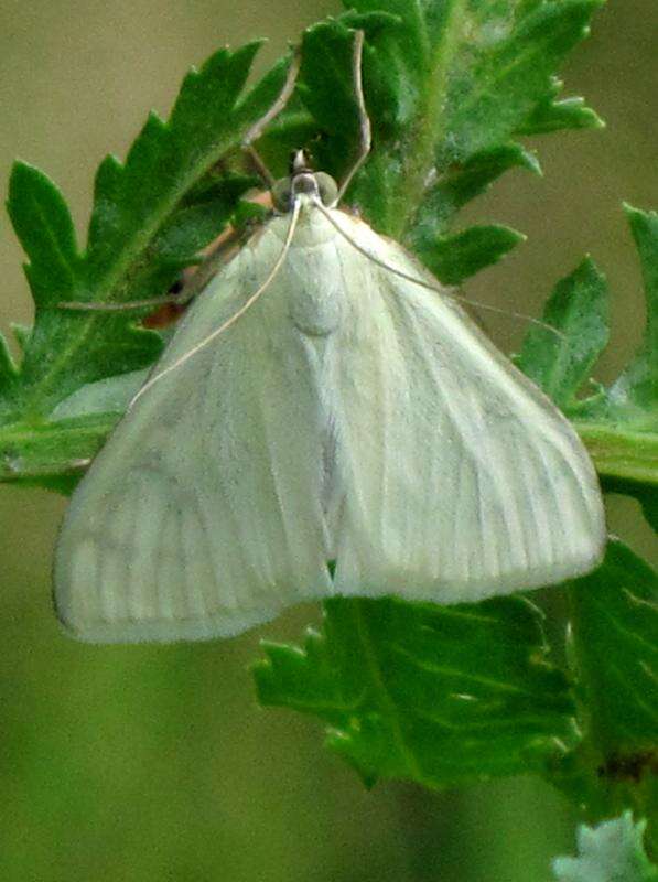 صورة Sitochroa palealis Schiffermüller