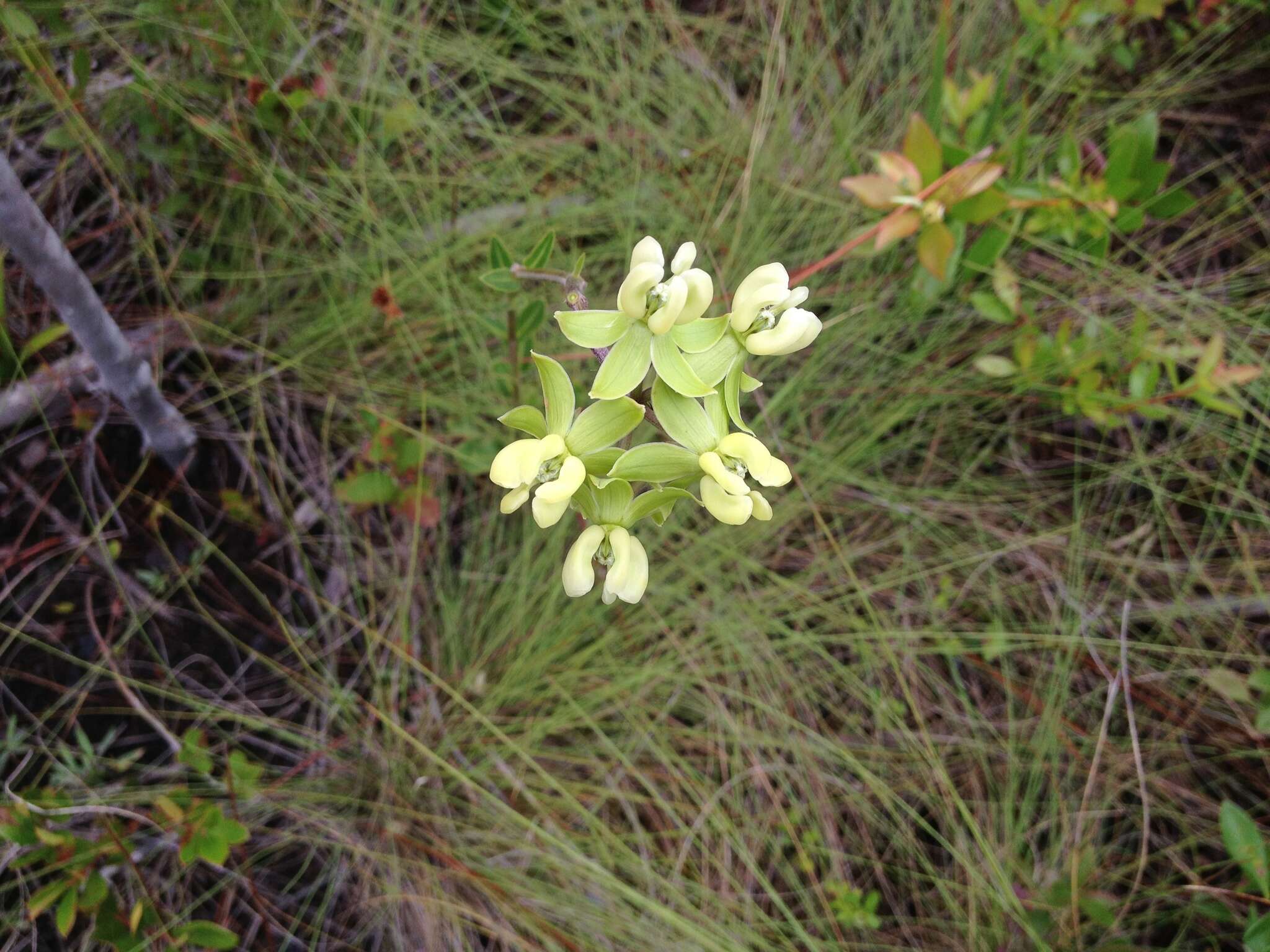 Imagem de Asclepias connivens Baldw. ex Ell.