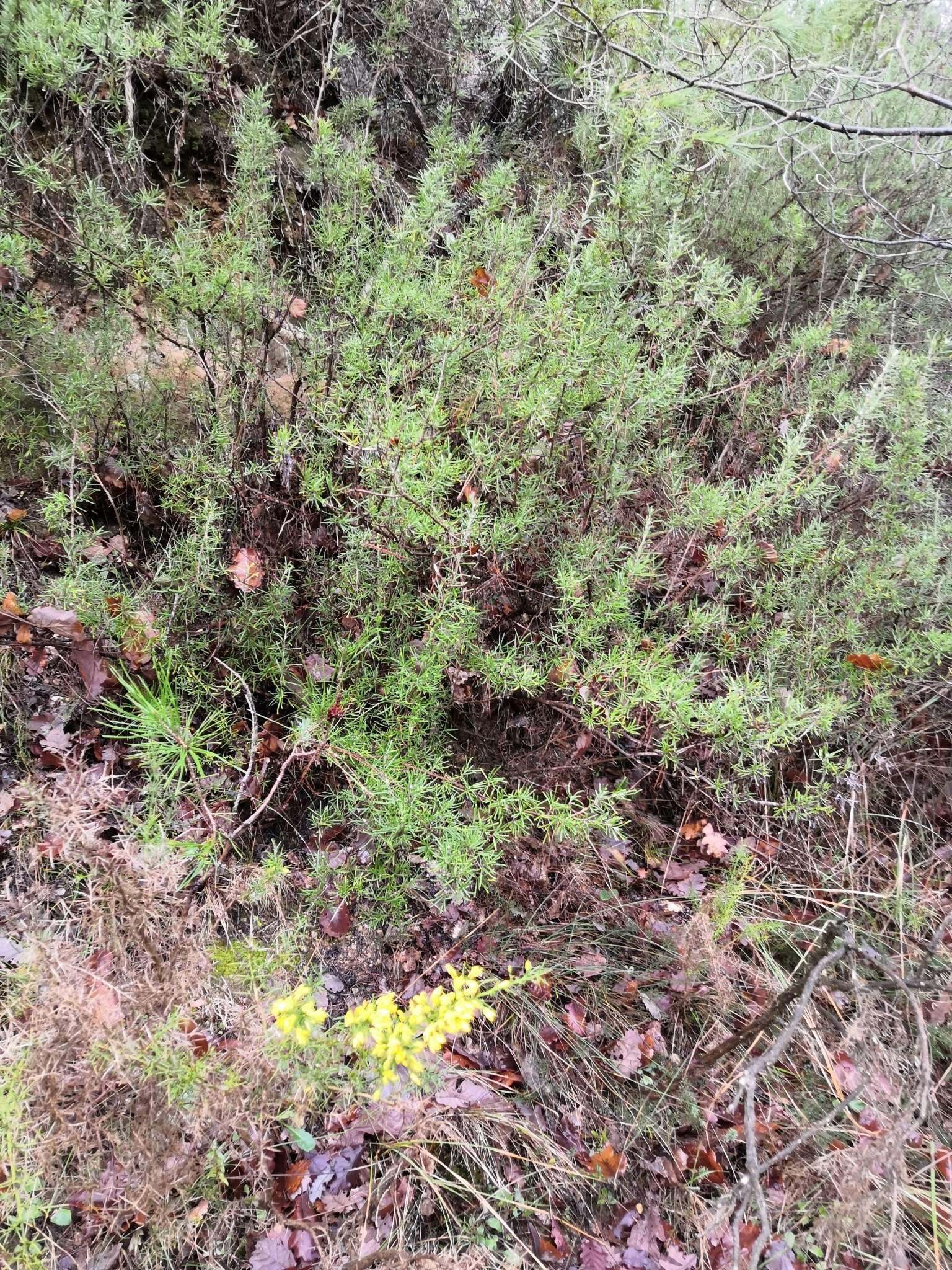 Image of Ulex parviflorus subsp. parviflorus