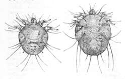 Sivun Sarcoptes kuva