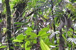 Image of Black-throated Trogon