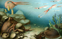 Image of cephalopods