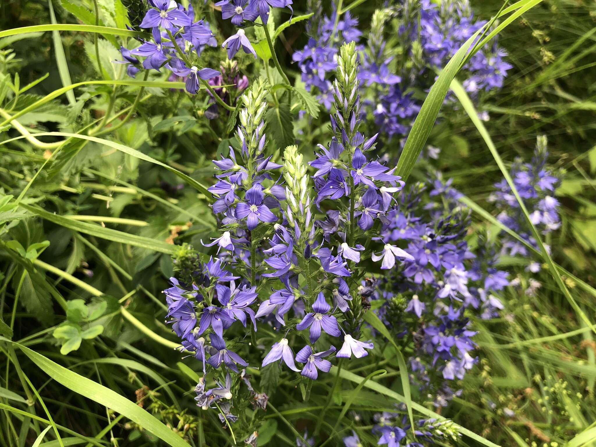 Image de Veronica teucrium L.