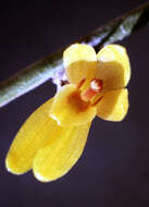 Imagem de Octomeria scirpoidea (Poepp. & Endl.) Rchb. fil.