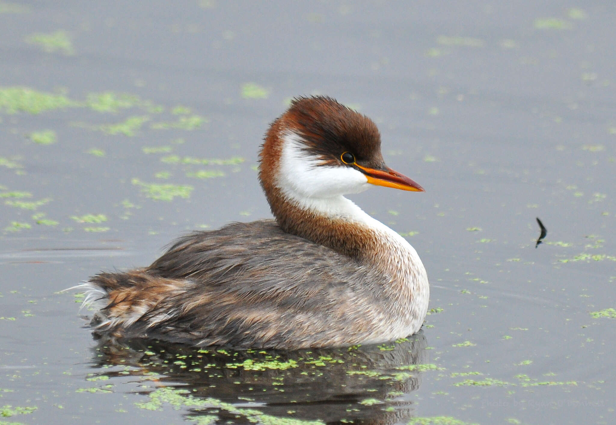 Image of grebes