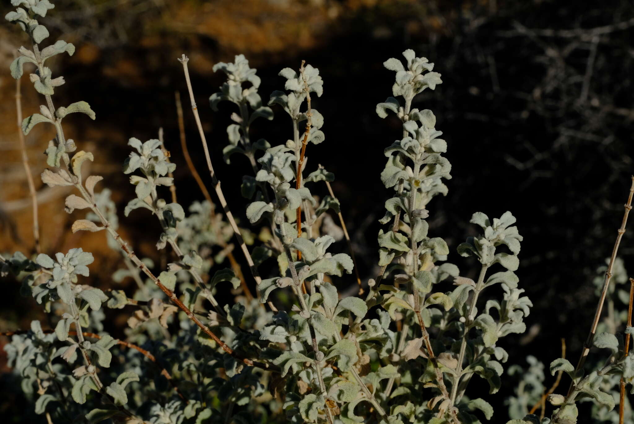 Image of Stachys zeyheri Skan