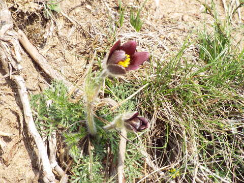 Imagem de Pulsatilla rubra (Lam.) Delarbre