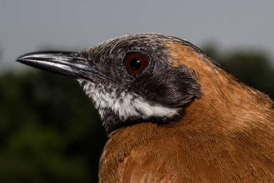 Image of White-whiskered Spinetail