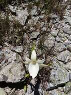 Image of Angraecum protensum Schltr.