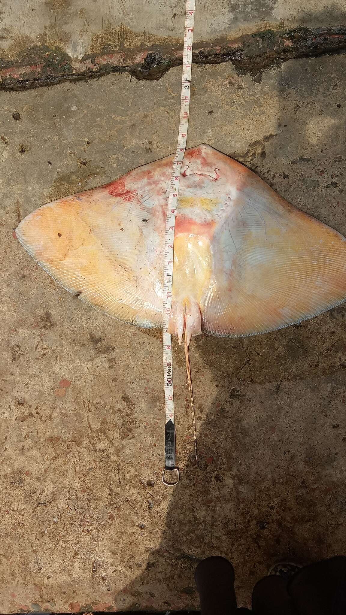 Image of Longtail Butterfly Ray