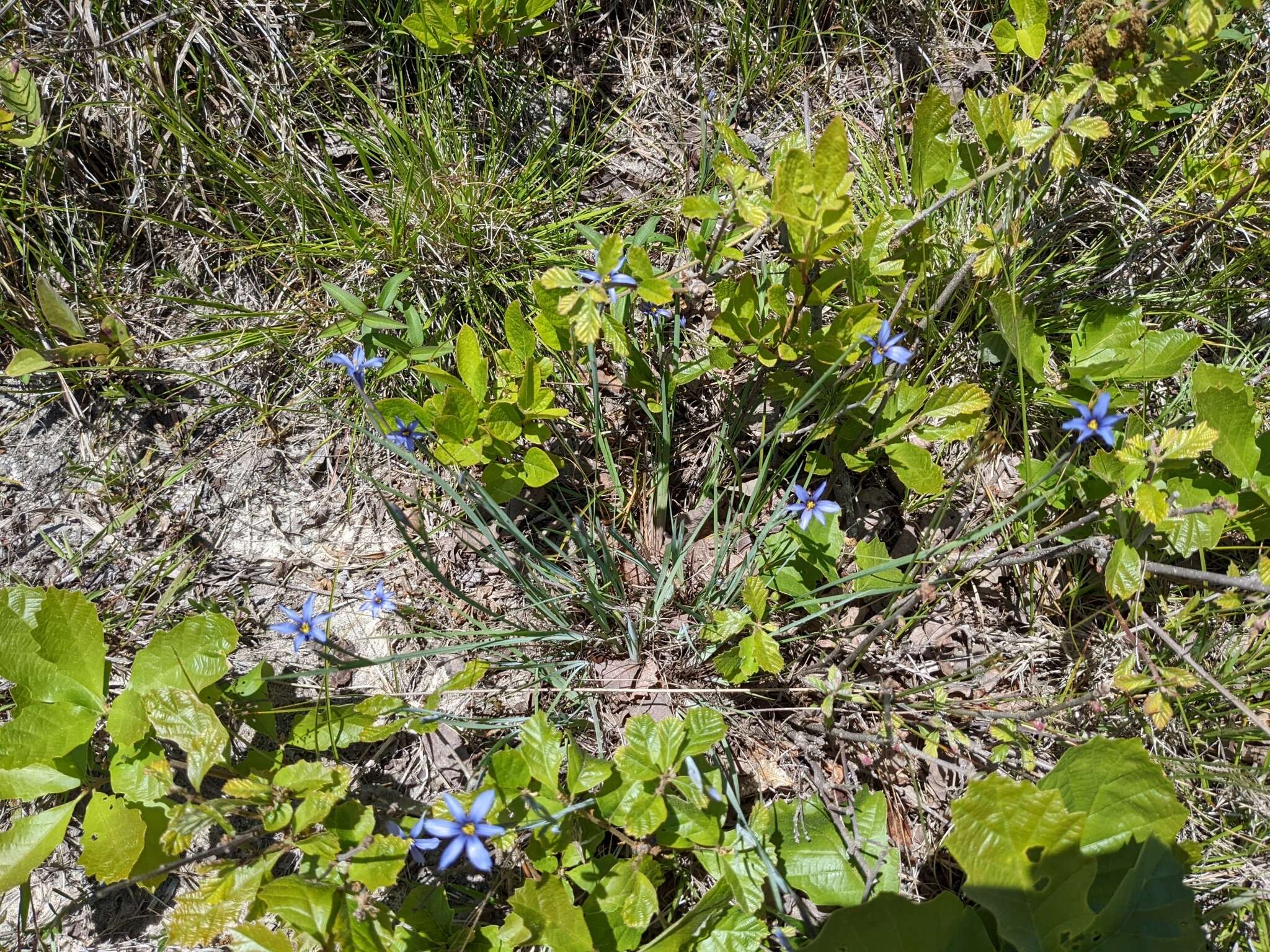 Image de Sisyrinchium fuscatum E. P. Bicknell