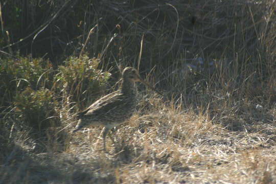 Gallinago magellanica resmi