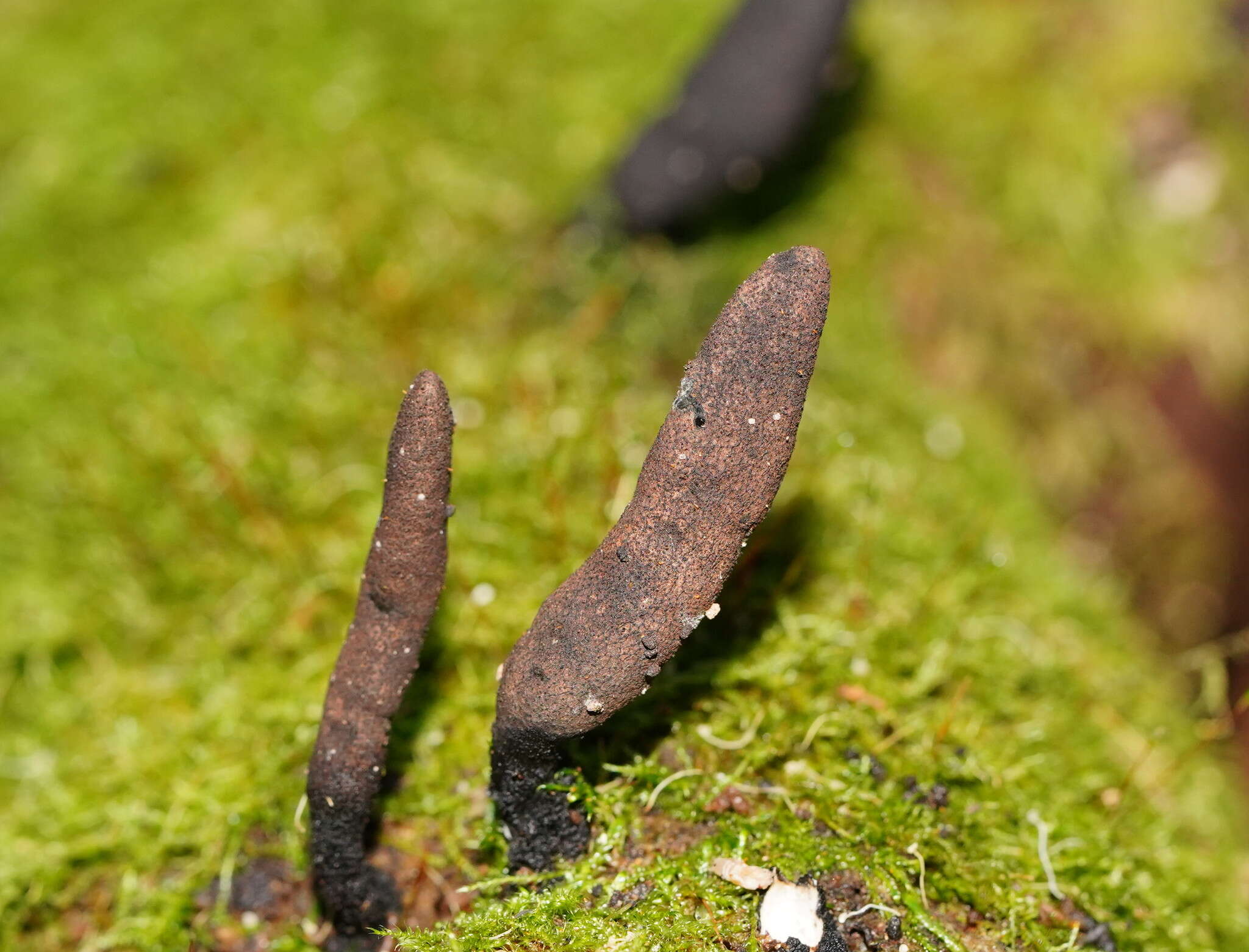 Imagem de Xylaria castorea Berk. 1855